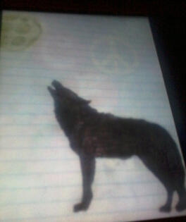 Wolf Howling at Moon